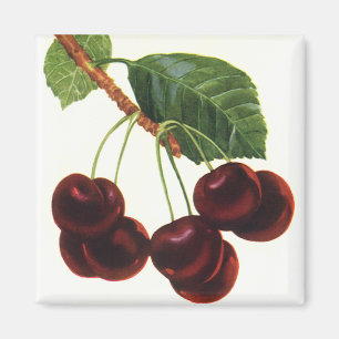 Aimant Aliments vintages de fruits, Cerises mûres d'un ar