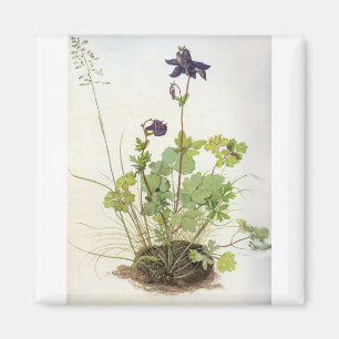 Aimant Alkelei-Blume - Albrecht Durer - c1500