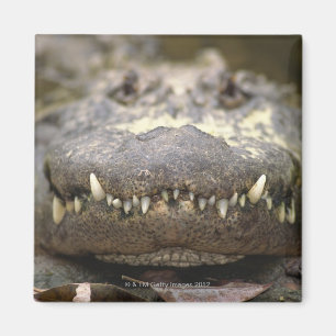 Aimant Alligator américain