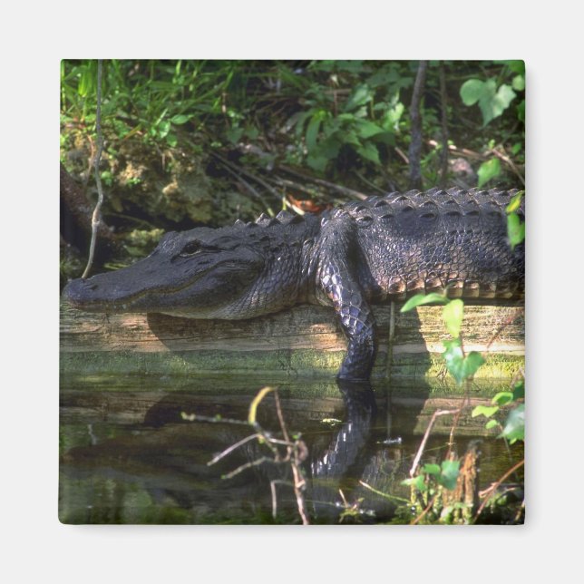Aimant Alligator après-midi, Everglades, Floride (Devant)