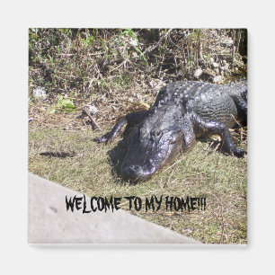 Aimant Alligator Noir Vous Accueille Chez Lui