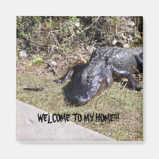 Aimant Alligator Noir Vous Accueille Chez Lui