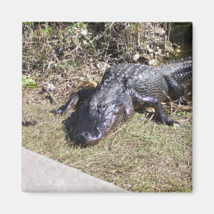 Aimant Alligator Se Pose Aux Everglades