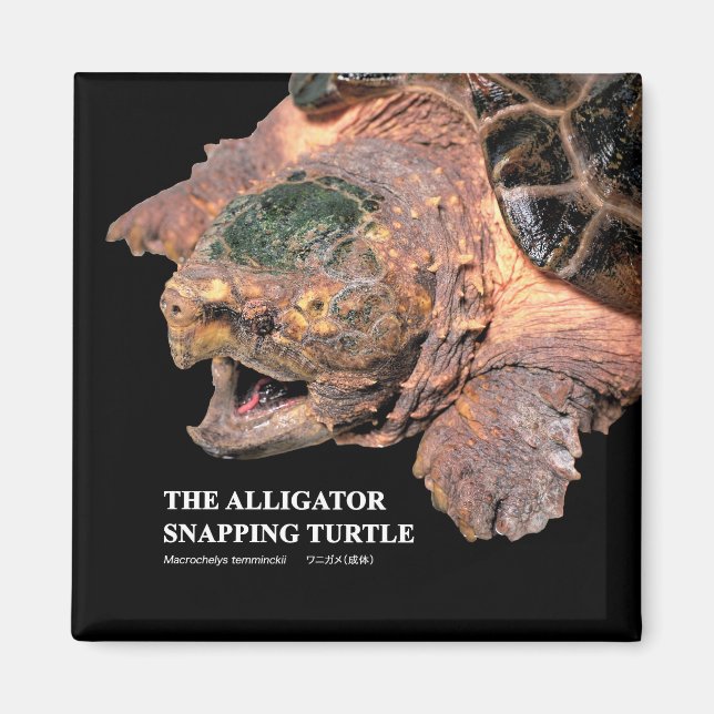 Aimant Alligator snapping turtle (Devant)