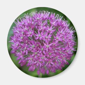 Aimant Allium