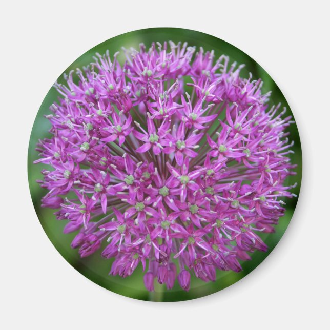 Aimant Allium (Devant)