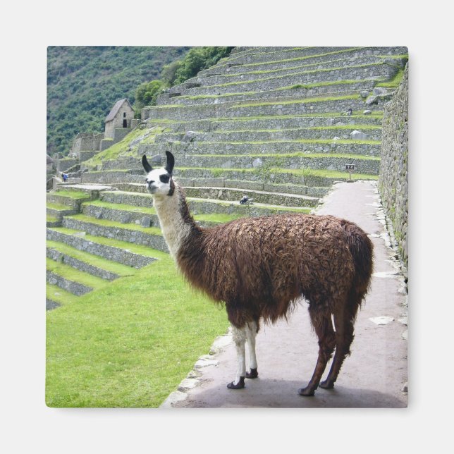 Aimant allure de llama (Devant)