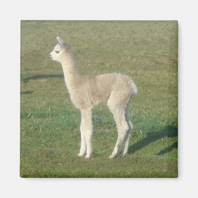 Aimant Alpaca (Devant)