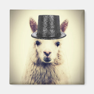 Aimant Alpaca dans un haut-de-forme