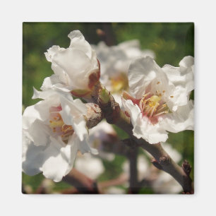 Aimant Amande Bloosom