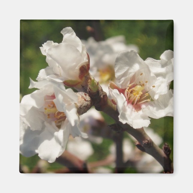 Aimant Amande Bloosom (Devant)