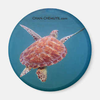 Aimant Amande de tortue