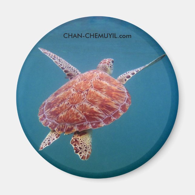Aimant Amande de tortue (Devant)