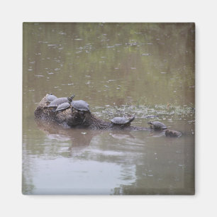 Aimant Amande de tortue