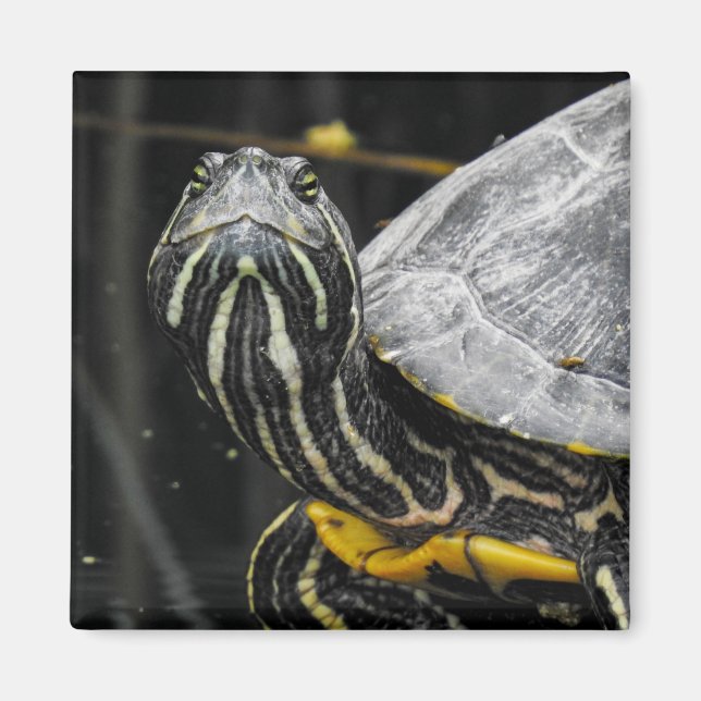 Aimant Amande de tortue (Devant)