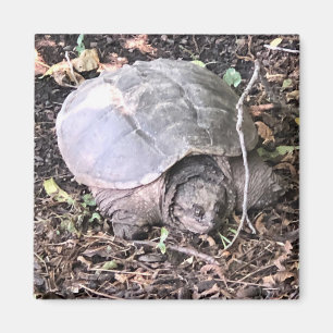 Aimant Amande de tortue