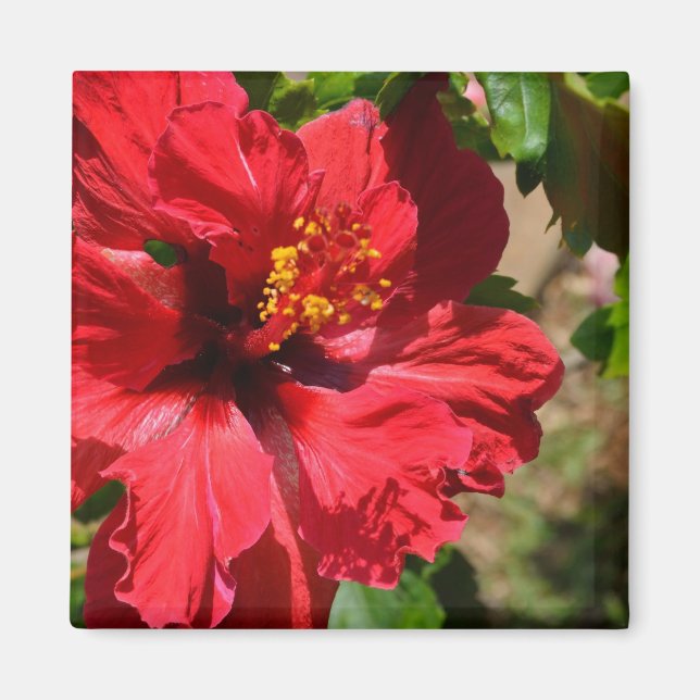 Aimant Amande d'hibiscus rouge (Devant)