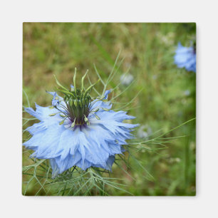 Aimant Amante à fleur de Cornflower