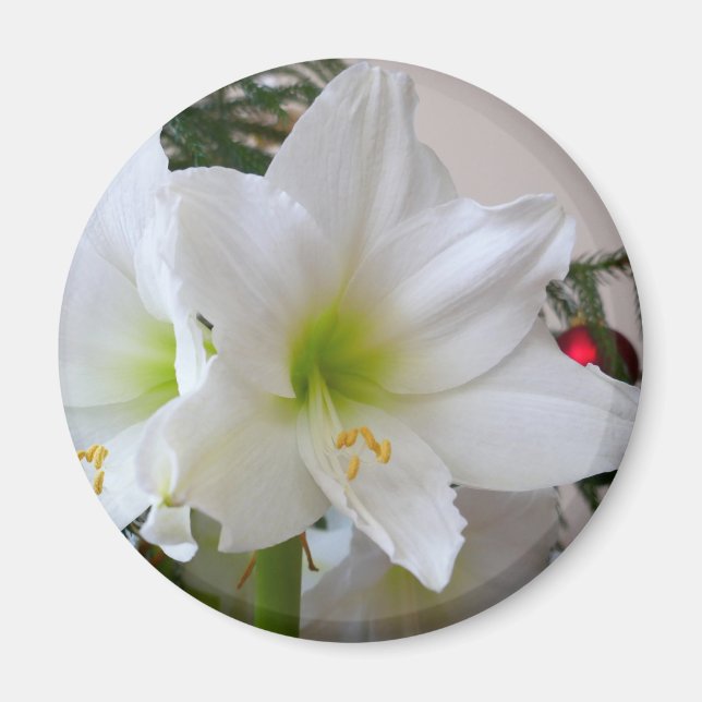 Aimant Amaryllis blanc et sapin de Noël (Devant)