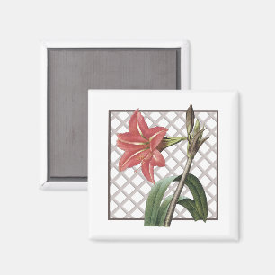 AIMANT AMARYLLIS BRÉSILIENS