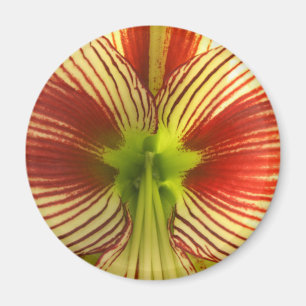Aimant Amaryllis de papillon