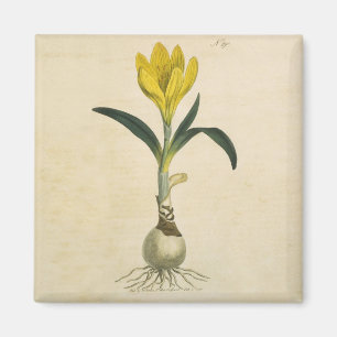 Aimant Amaryllis Tulip Jardin Botanique Fleur