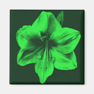Aimant Amaryllis vert