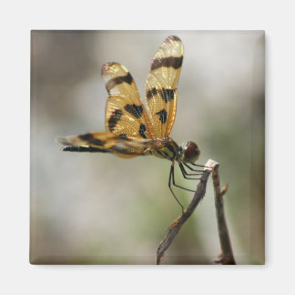 Aimant Amber Wings