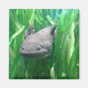 Aimant Ambystoma andersoni