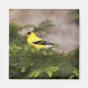 Aimant Américain Goldfinch mâle dans un arbre