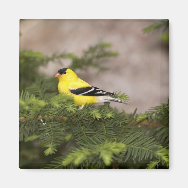 Aimant Américain Goldfinch mâle dans un arbre (Devant)