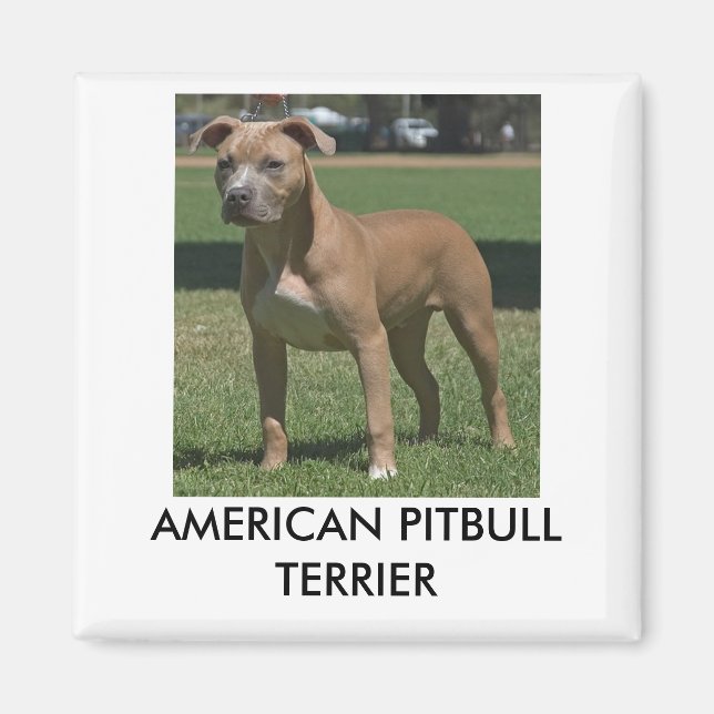 Aimant américain Pitbull Terrier (Devant)