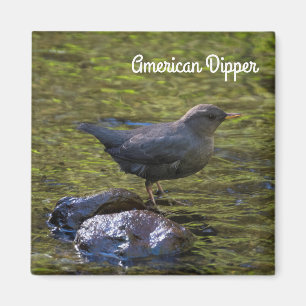 Aimant American Dipper