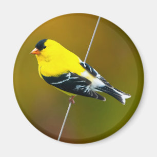 Aimant American Goldfinch - Photo originale