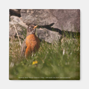 Aimant American Robin