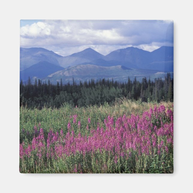 Aimant Amérique du Nord, Canada, Yukon. Fleurs de mauvais (Devant)