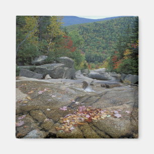 Aimant Amérique du Nord, États-Unis, NH, Feuillage d'auto
