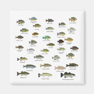Aimant Amérique du Nord Sunfish Family Group