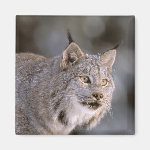 Aimant Amérique du Nord, USA, Alaska, Haines. Lynx (Felis