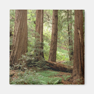 Aimant Amérique du Nord, USA, Californie, Big Sur,