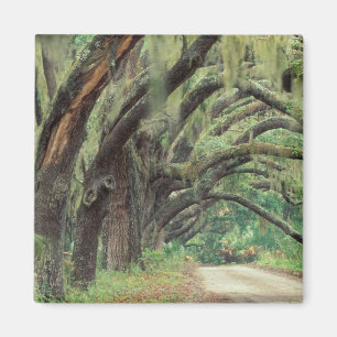 Aimant Amérique du Nord, USA, Géorgie, Cumberland 2