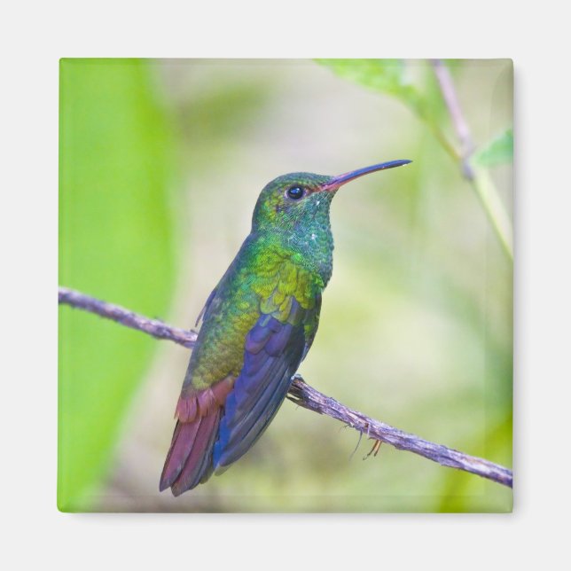 Aimant Amérique du Sud, Costa Rica, Sarapiqui, La Selva (Devant)