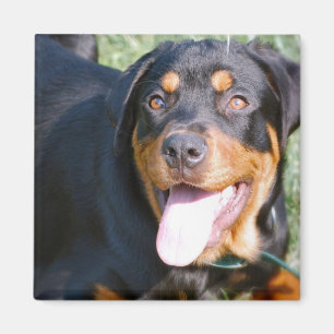 Aimant amical de carré de rottweiler