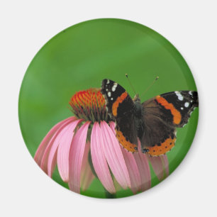 Aimant Amiral rouge papillon sur la fleur pourpre de cône