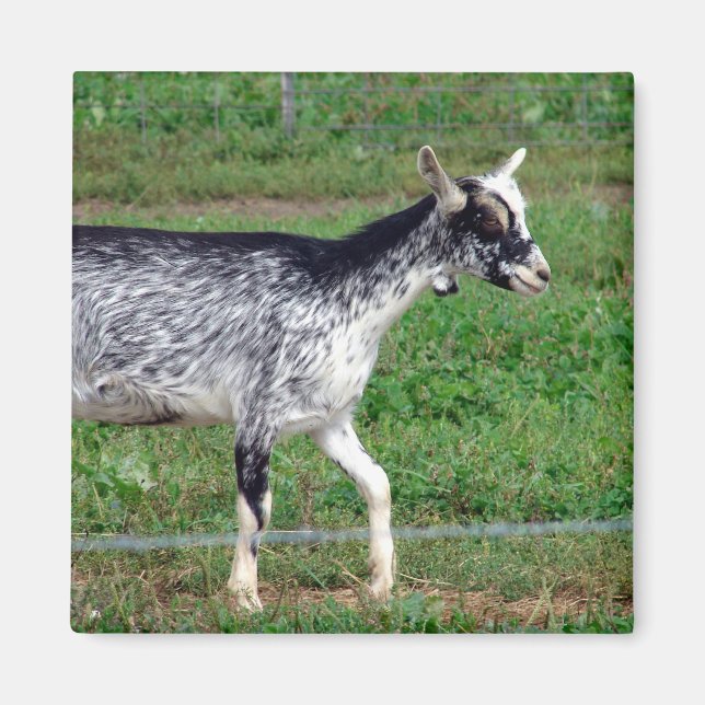Aimant Amish Chèvre (Devant)