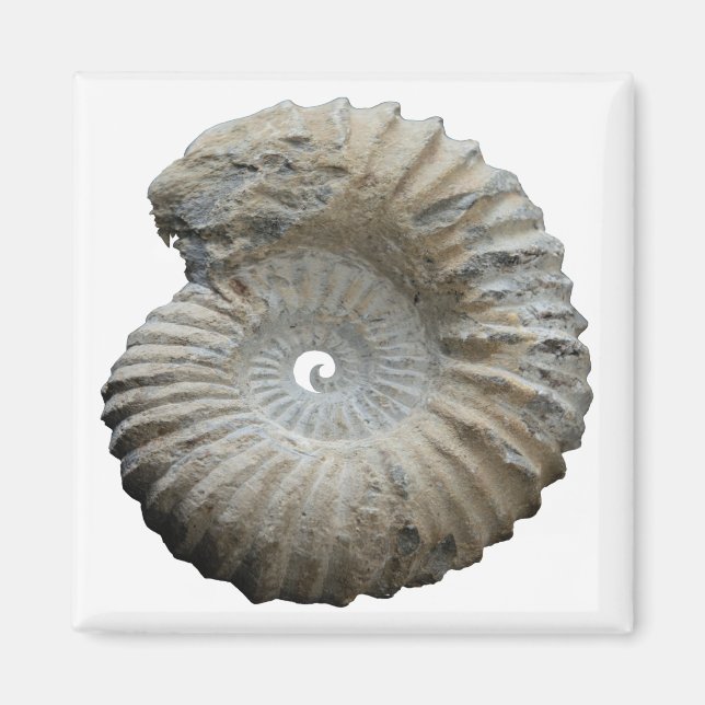 Aimant ammonite (Devant)