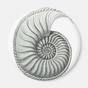 Aimant Ammonite
