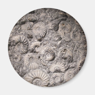 Aimant ammonite