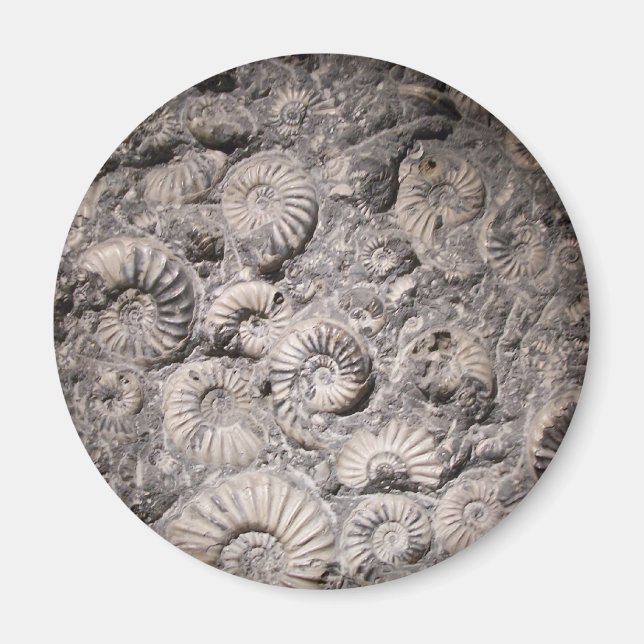 Aimant ammonite (Devant)