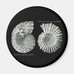 Aimant Ammonites